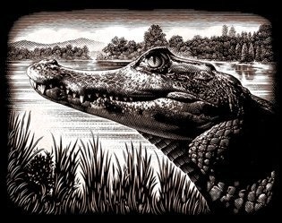 Škrabací obrázek - Krokodýl