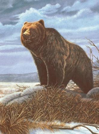 Malování podle čísel - Medvěd