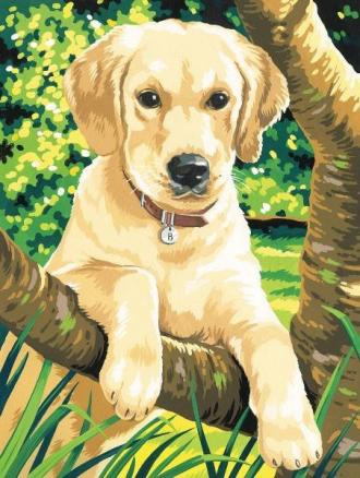 Malování podle čísel - Labrador