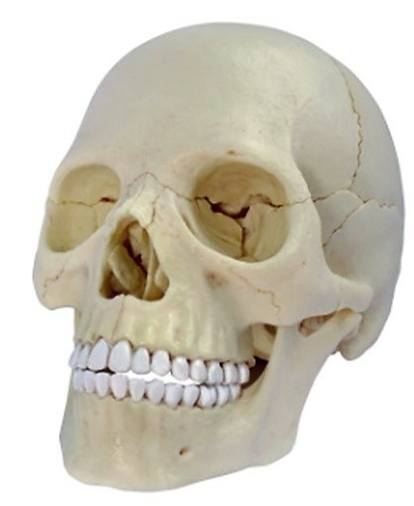 Anatomie člověka - lebka